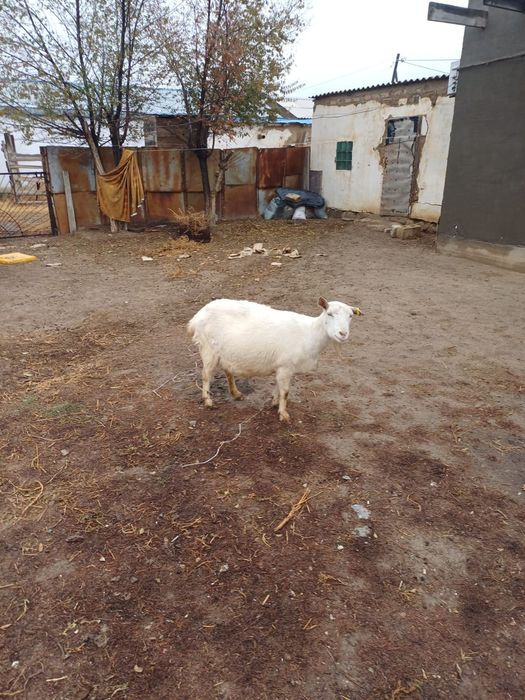 Салынды ешклері сатылады