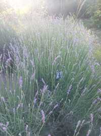 Buchetele de lavanda