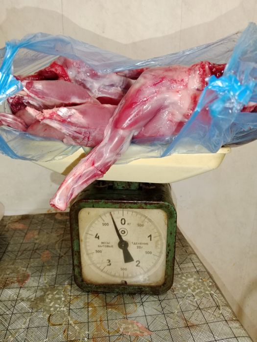 Продам мясо кролика