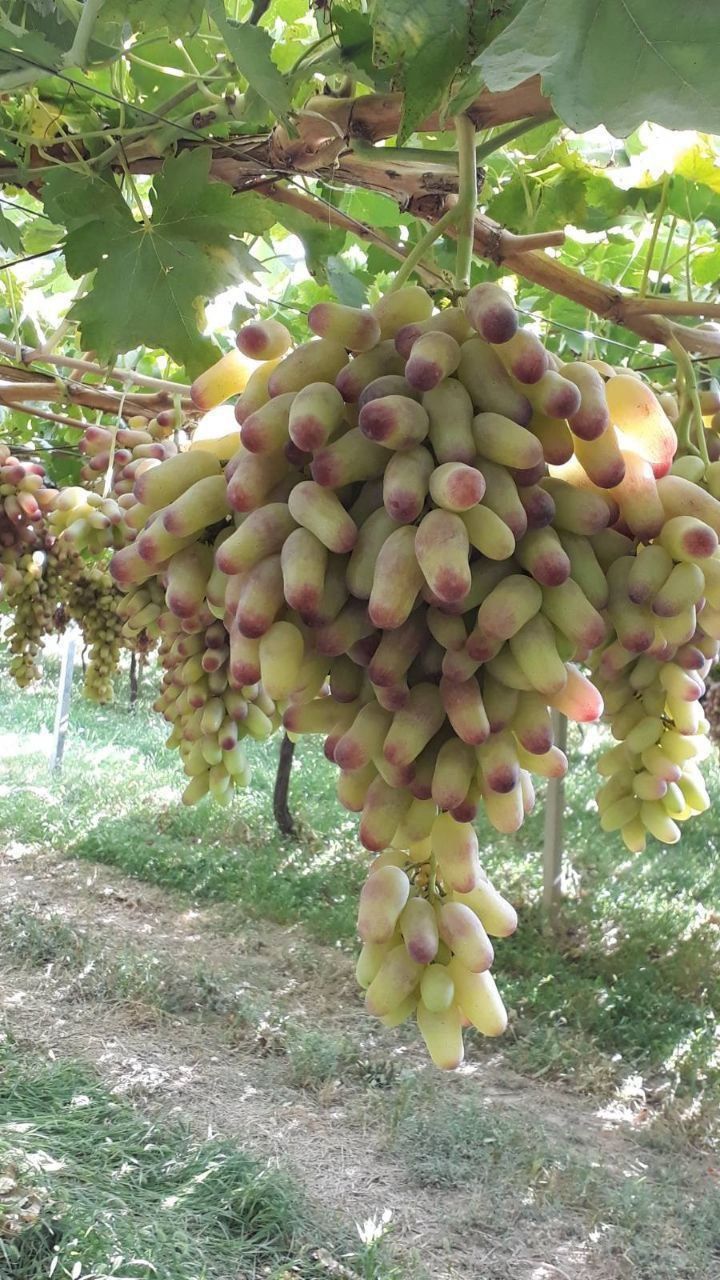 Uzum koʻchatlari bor