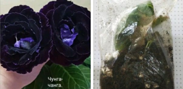 Укоренные листочки глоксиний с ростками.