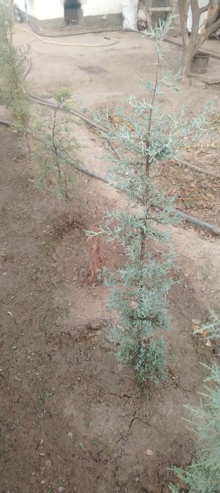 Аризониски кепарис