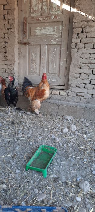 Brama xo'roz sotiladi.