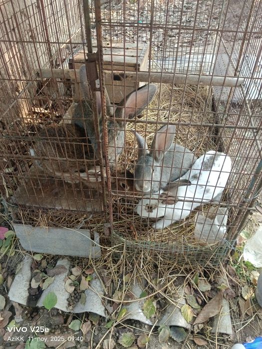 quyon sotiladi zotdor