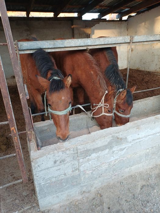 Семіз тай бордақы