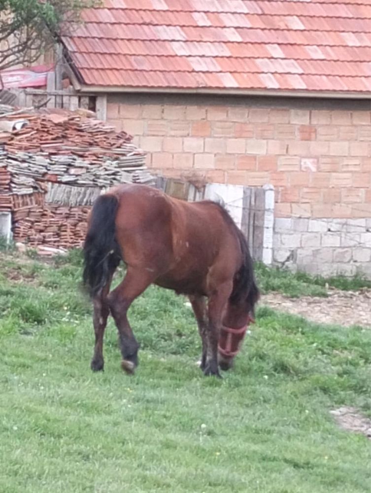 Vand noatina face 2 ani în iulie