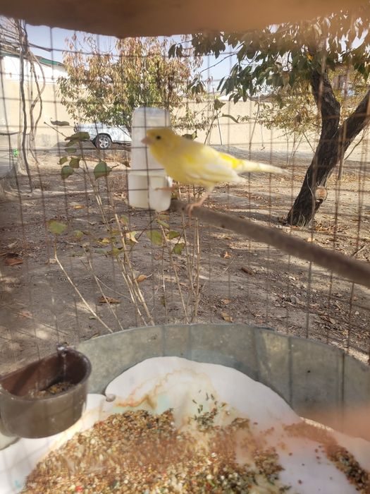 Плановой канарекала сотилади