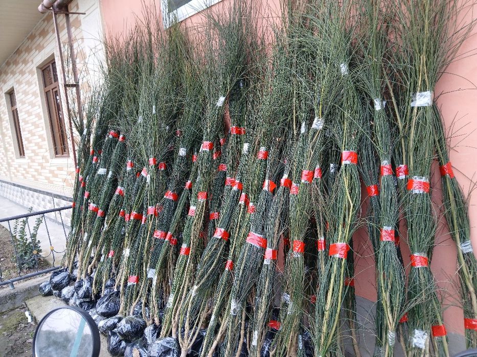 Манзарали ва мевали дарахтлар