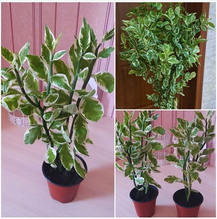 Комнатные цветы.Долларовое дерево.