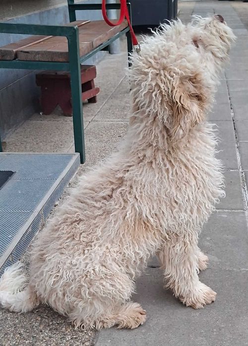 Disponibil mascul galben de Lagotto Romagnolo