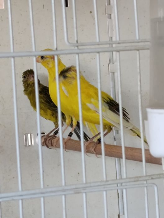 Canari rasa spaniola