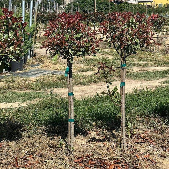 Vând plante naturale ornamentale pentru amenajarea gradini dumneavoast