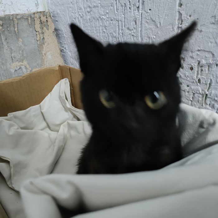 Ищу дом для бездомной малышки