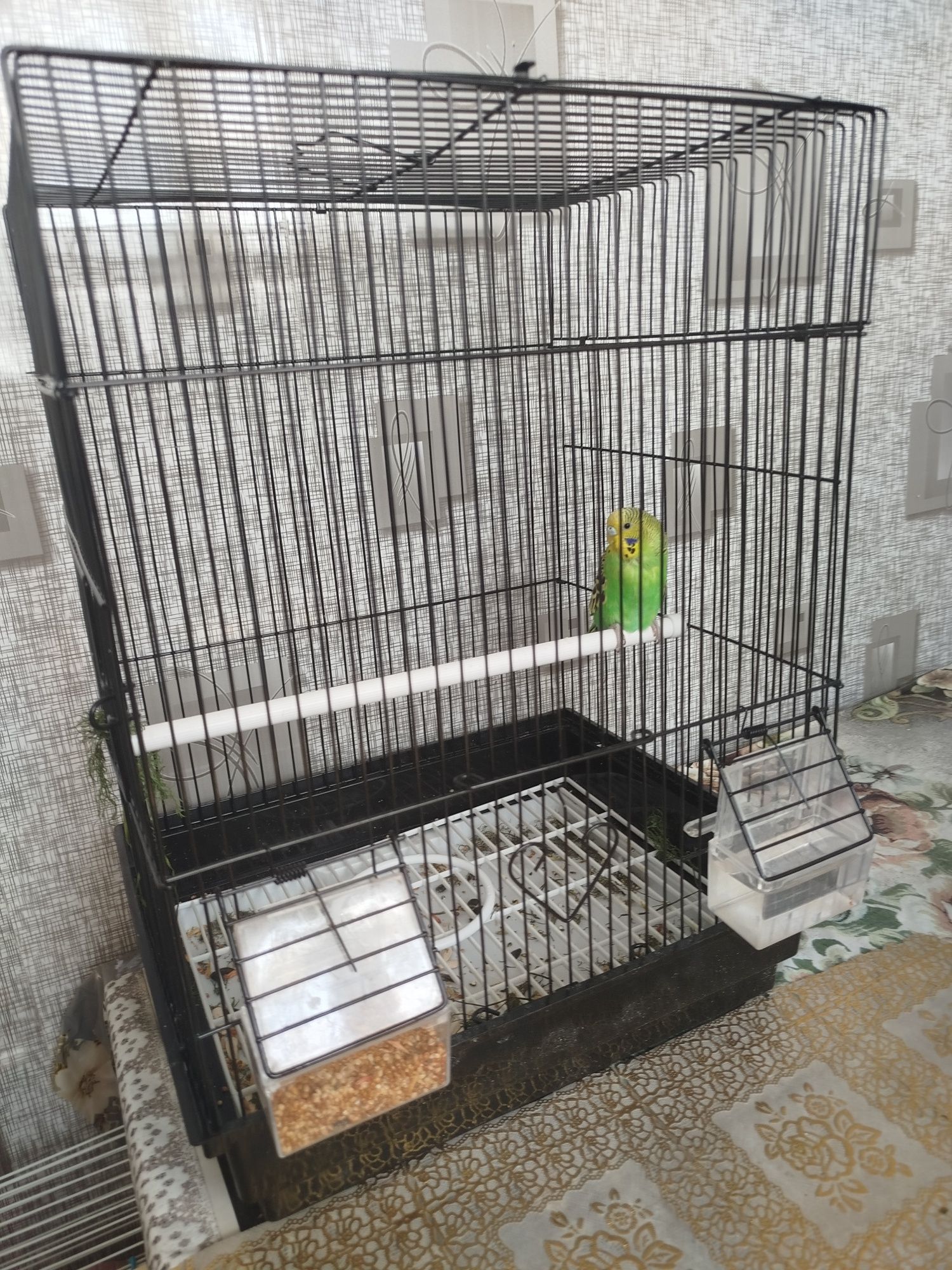 Попугай кафаси билан бирга