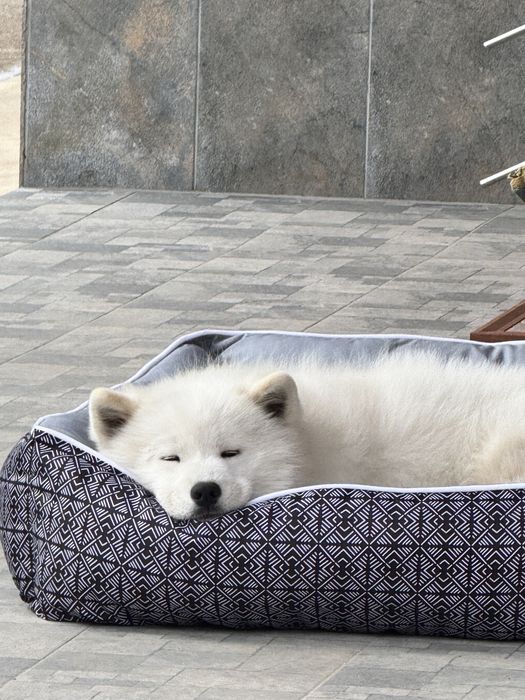 Pui catelusi Samoyed
