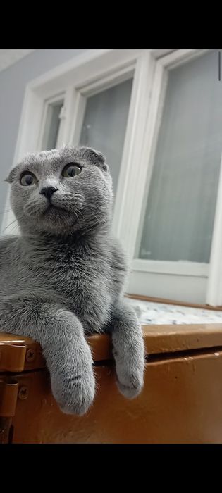 Вислоухая шодландская кошка