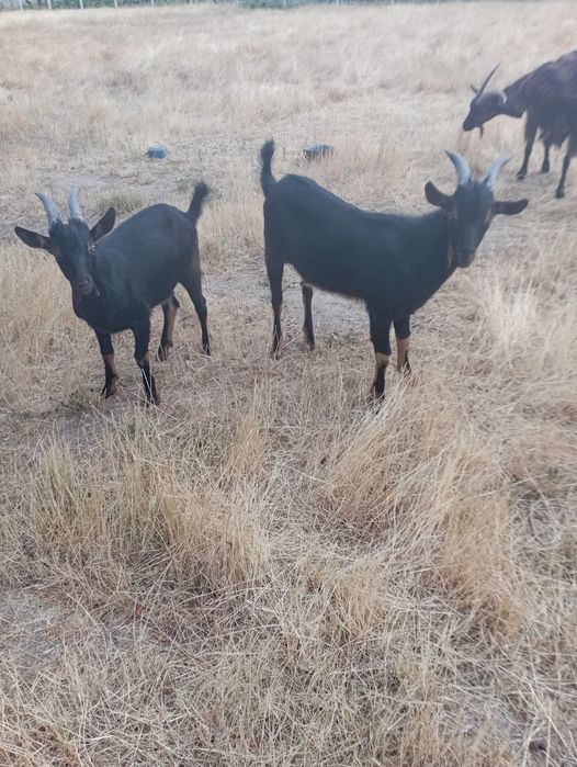 Vand țapi iezi - capre alpin