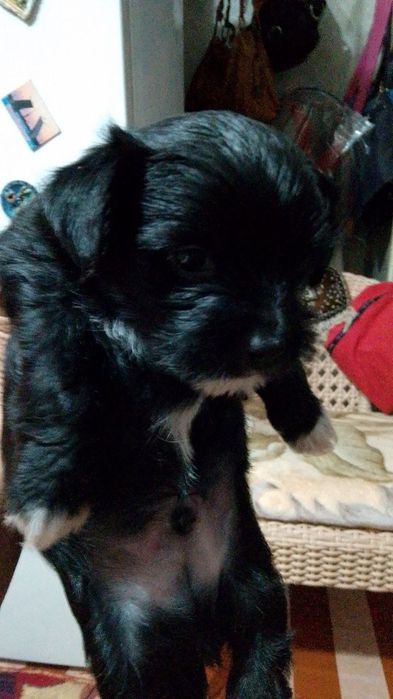 Продаются щеночки Йорка  маленькие