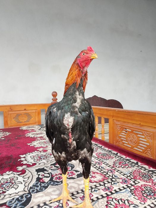 Dakan xoroz sotiladi soglom 100 foyiz bir tulak