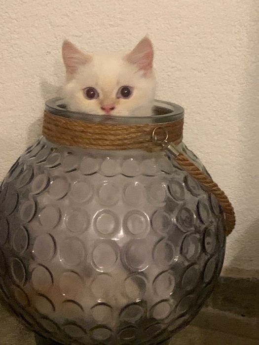 Шотлански късокосмести котета