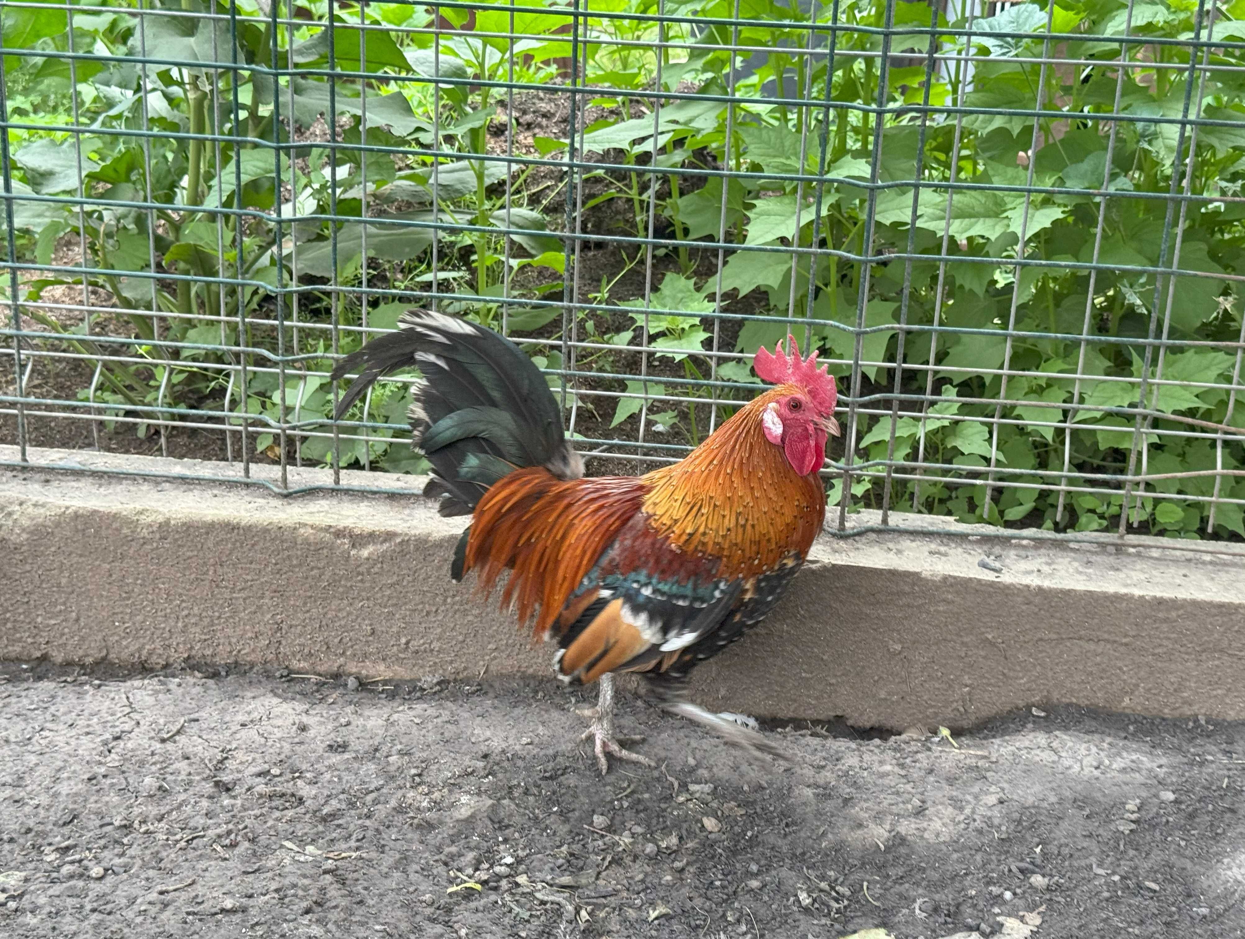 Cocosi de vanzare