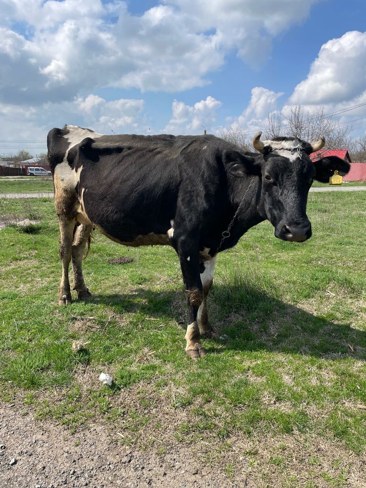 Vand vaca cu lapte Holstein