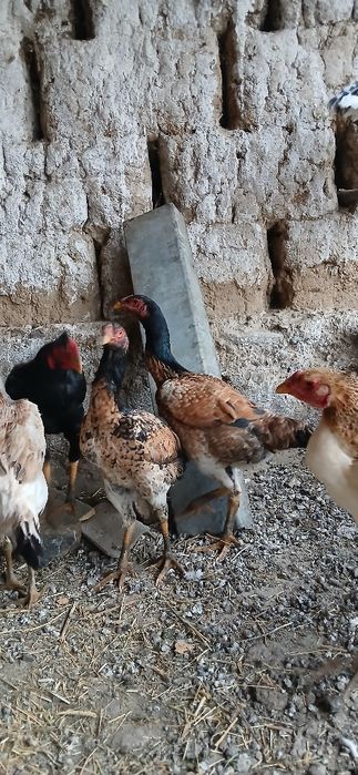 Дакан мекендер сатылады