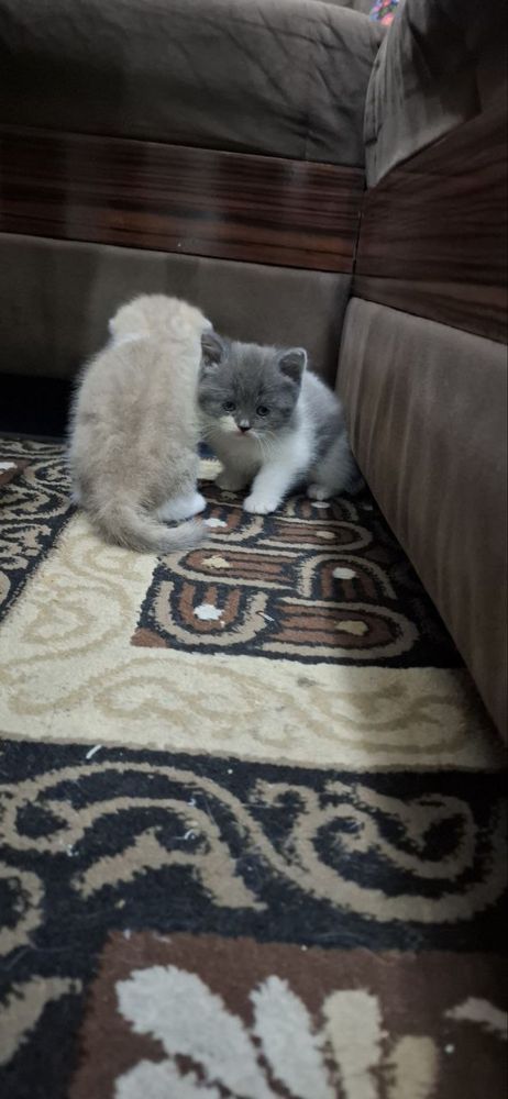 скоттиш фолд британский