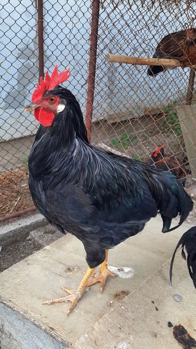 Vând cocoș italian negru