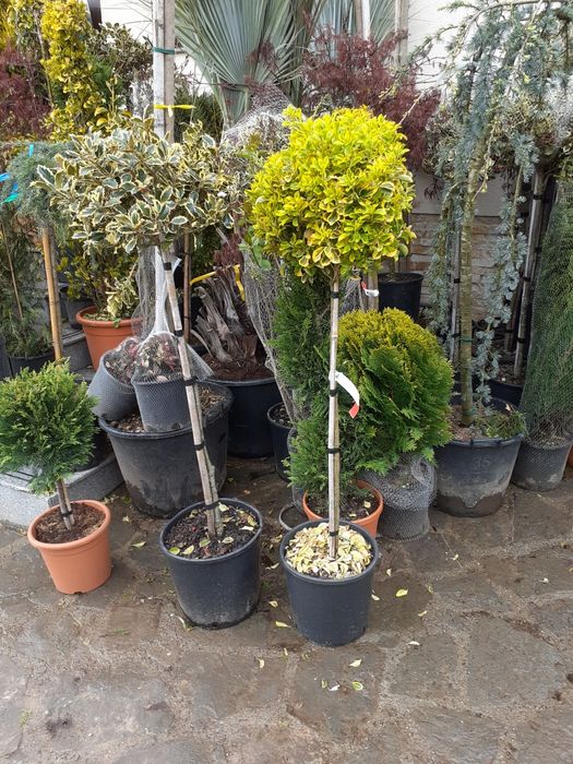 Mestecan tei lelendy tuia smarald catalpa