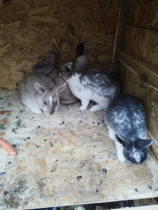 Iepuri de agrement. Prietenul  ideal pentru cei mici