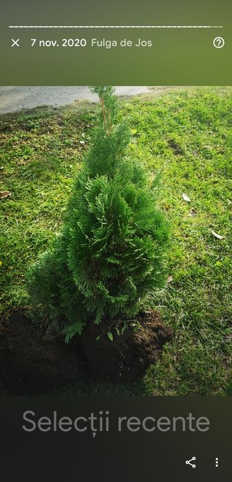 Thuja smaragd 100-120cm