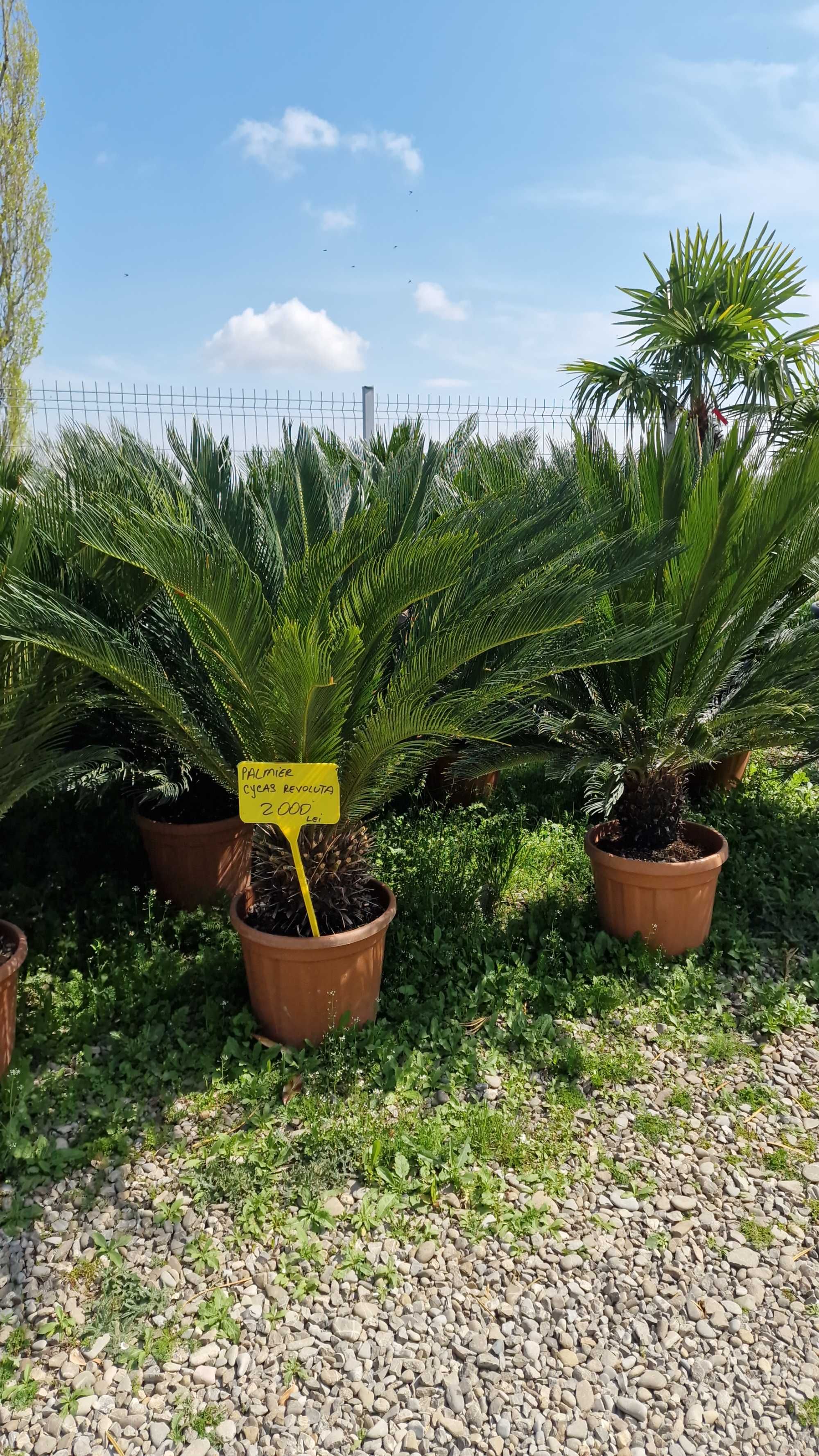 Palmier Cycas Transport Oriunde in Tara