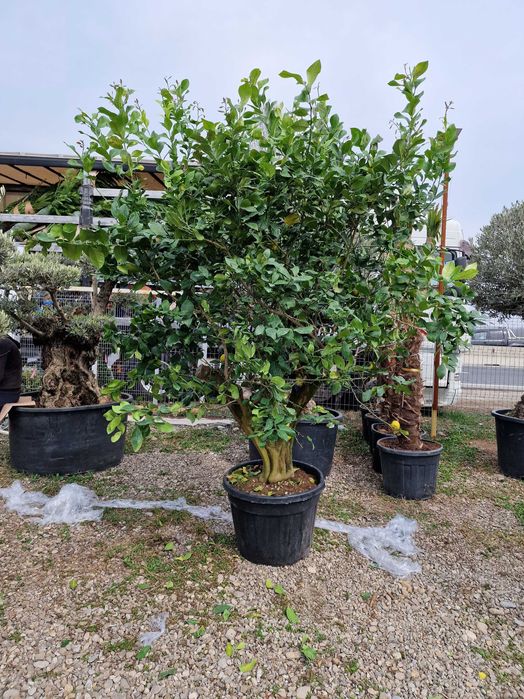 Plante Ornamentale De orice specie Oriunde In tara