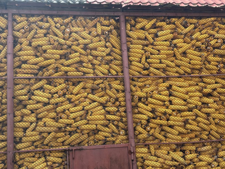 Porumb recolta anul 2025