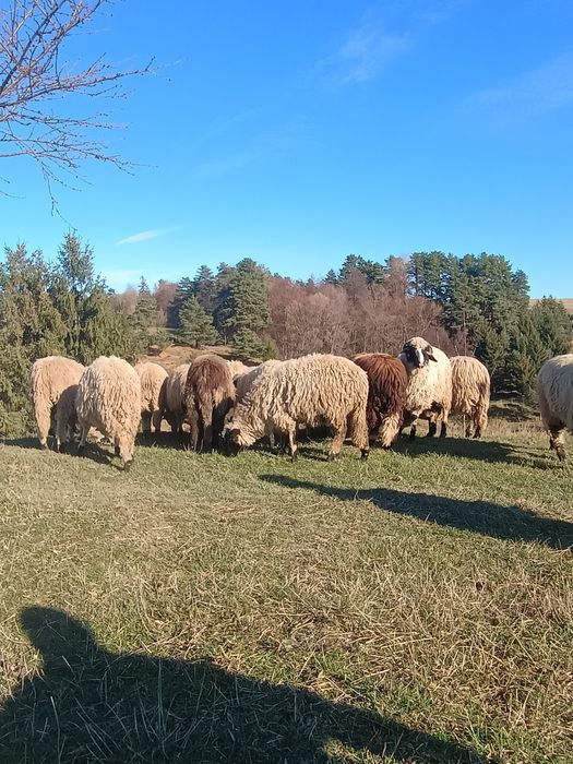 Miei de vânzare 17 lei kg.