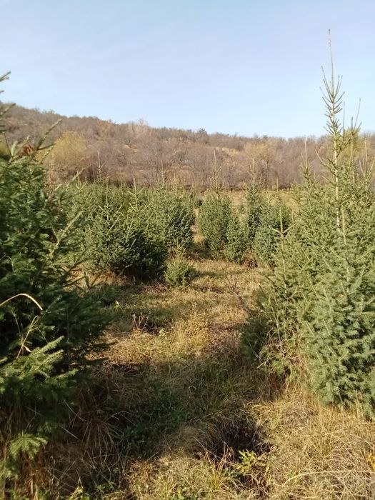 Ели таньшанские, европейские