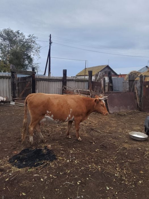 Сиыр сатылады!!!Бағасы-900-мың