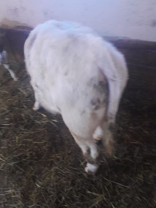 Vițel si vitea detalii la nr afisat