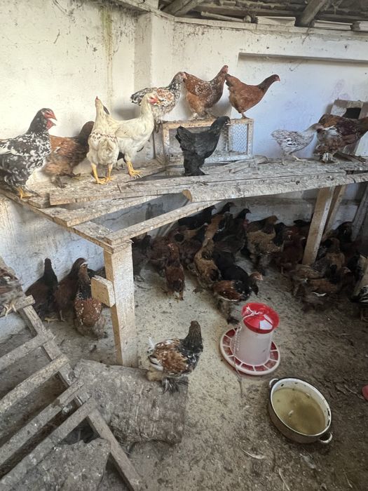 Pui de casa de vanzare