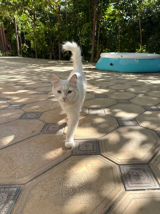 Кошка Турецкий ангора (Mushuk)