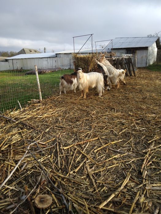 Vind capre sanen vind și iade și țapi