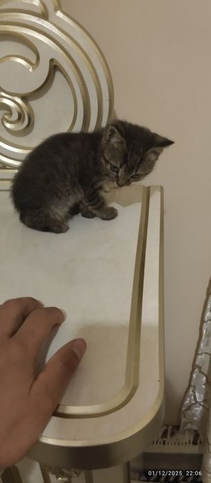 2 ta mushuk bepul beriladi ozoda uy mushuklari