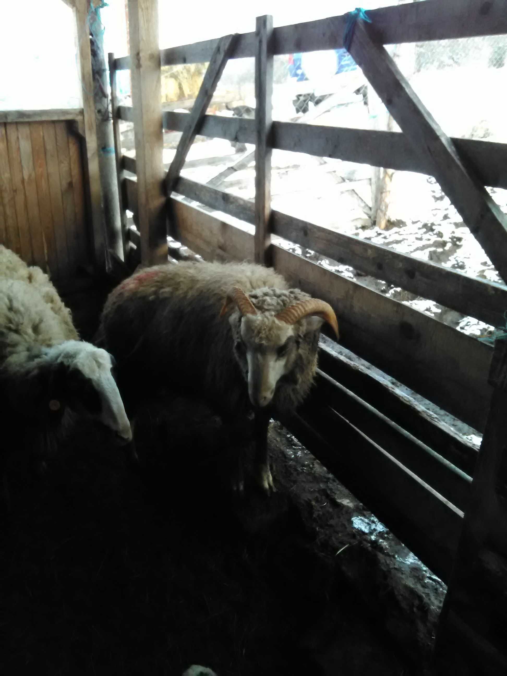 Продавам кочове,шилета,агнета и овце.