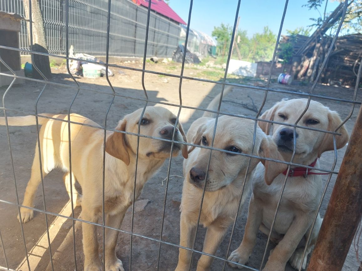 Labrador  golden