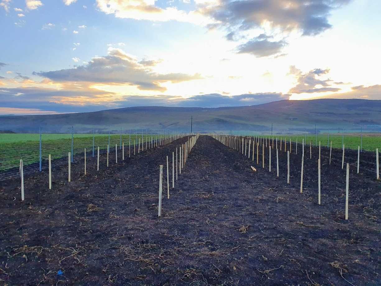 Plantatie catina ECO/Sea buckthorn plantation/плантація обліпихи