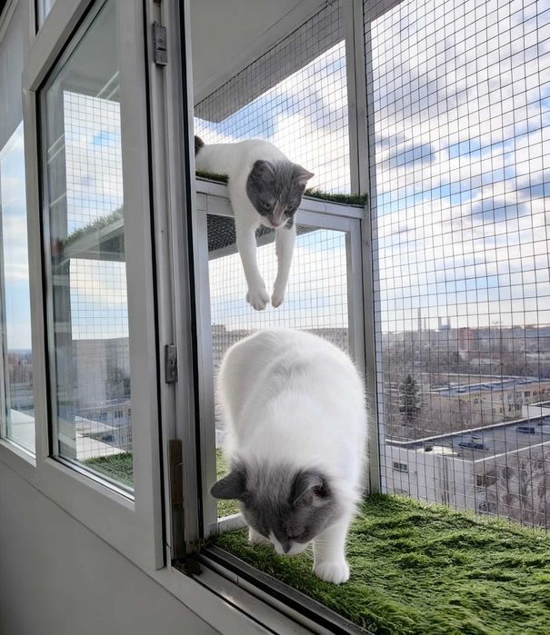 Cusca la geam pentru pisici aristocrate!!!