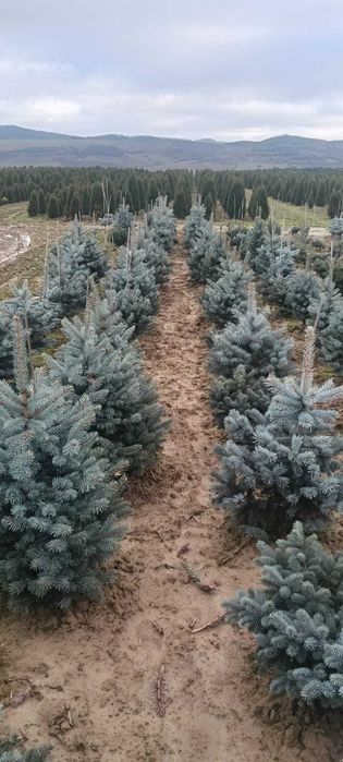 Brad natural rezistent – ține toată iarna