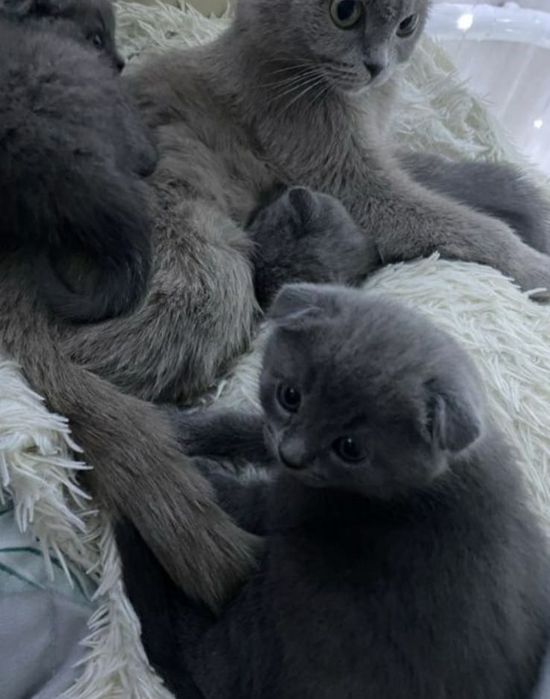 шотландский вислоухий котенок