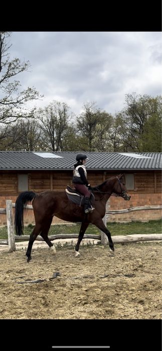 Vand cal echitatie /calarie scoala